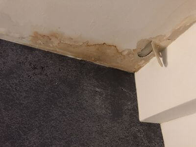 Professional mold removal services in Lafayette